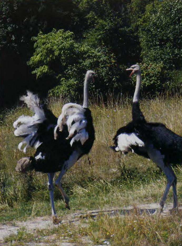 Африканские страусы.
