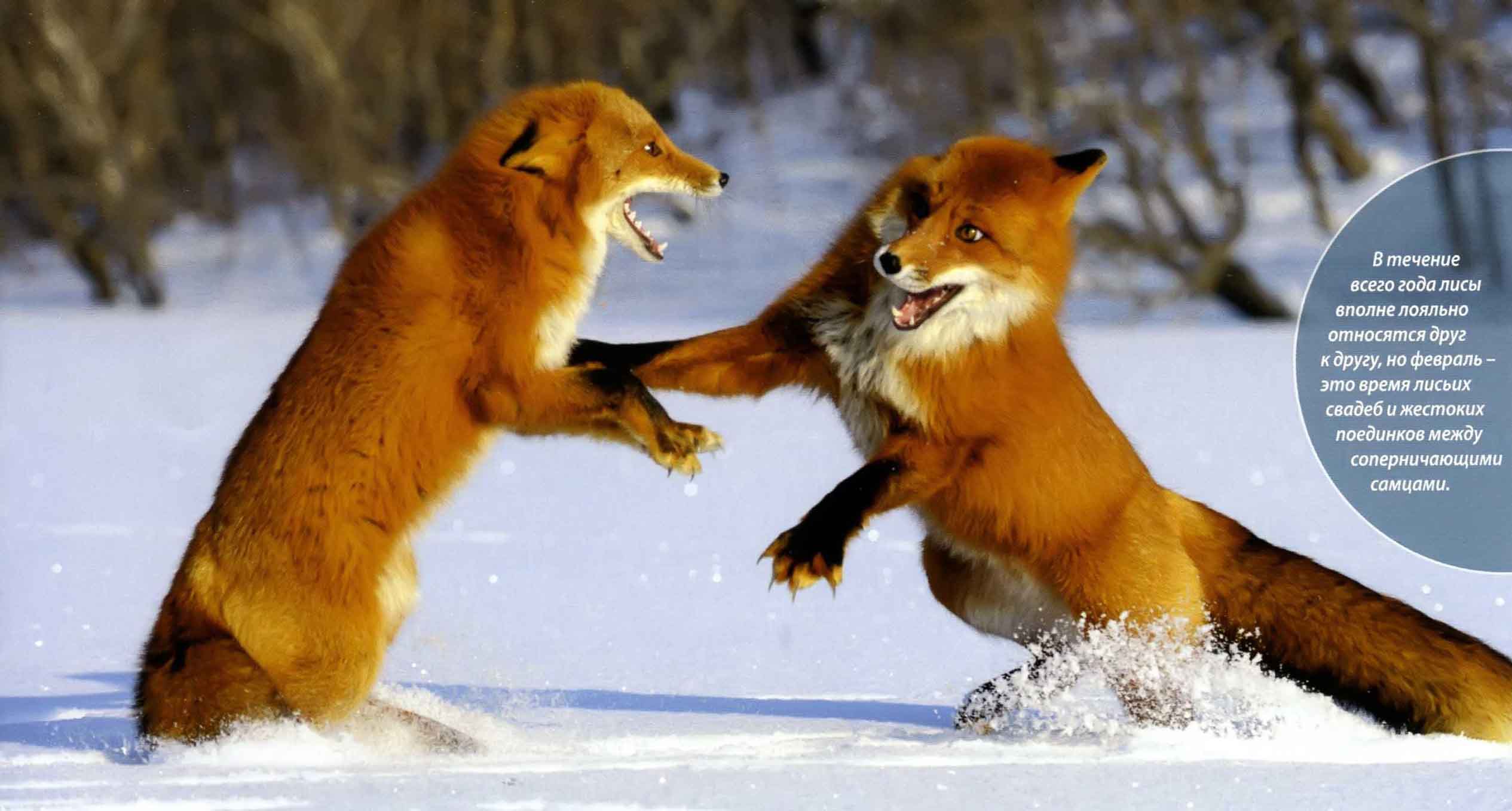 В течение всего года лисы вполне лояльно относятся друг к другу, но февраль - это время лисьих свадеб и жестоких поединков между соперничающими самцами.