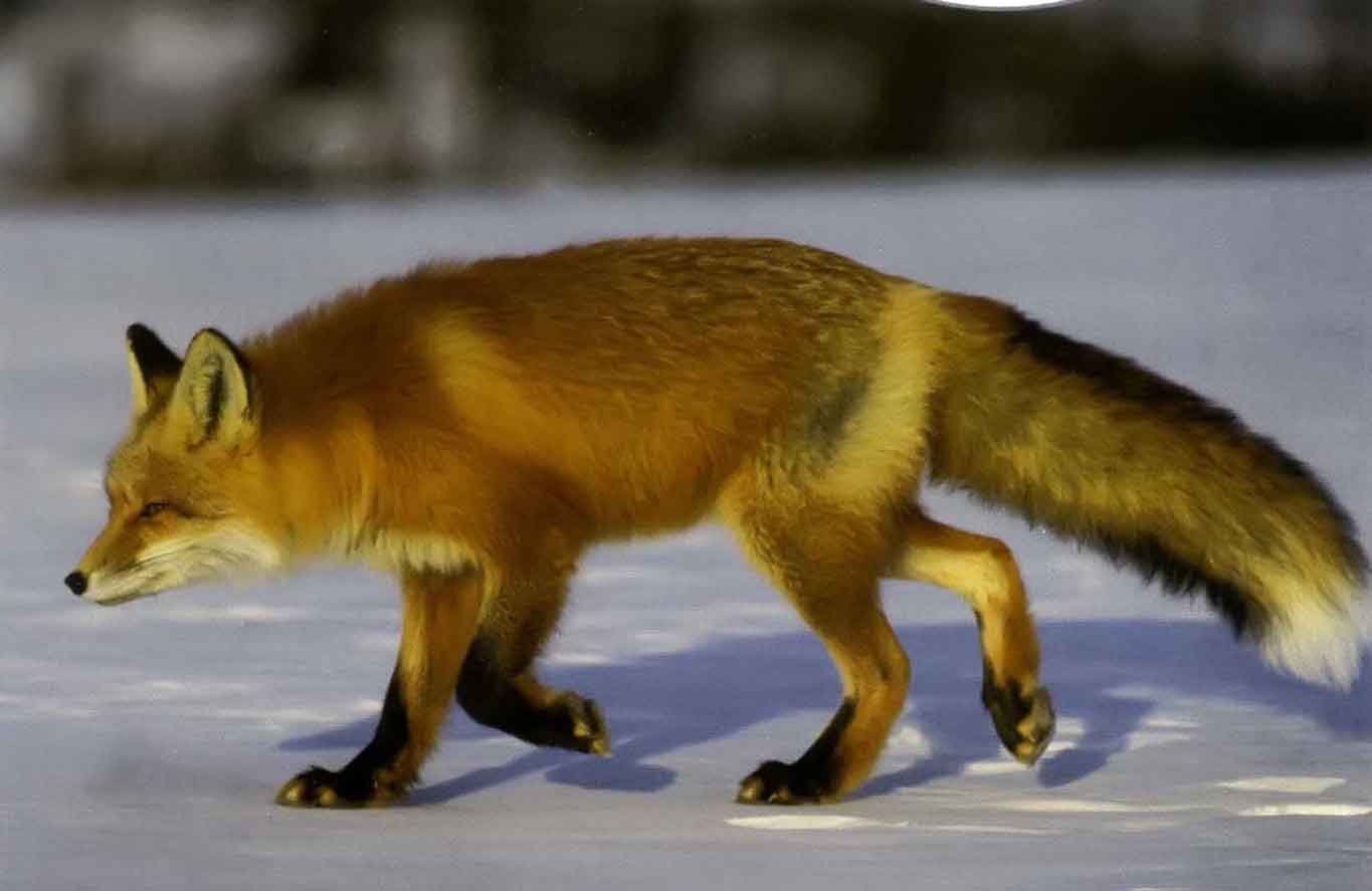 Лисицы используют норы лишь в период воспитания детенышей или когда им угрожает опасность, а в другое время отдыхают в открытых логовах в снегу или траве.
