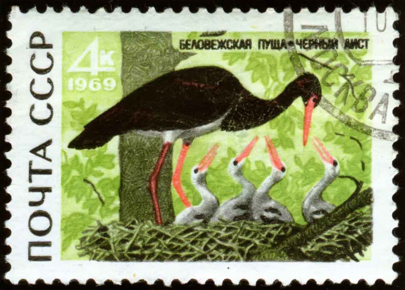 В Беловежской пуще, в Белоруссии, ученые наблюдали, как в одном гнезде семья черных аистов выводила птенцов 14 лет подряд.
