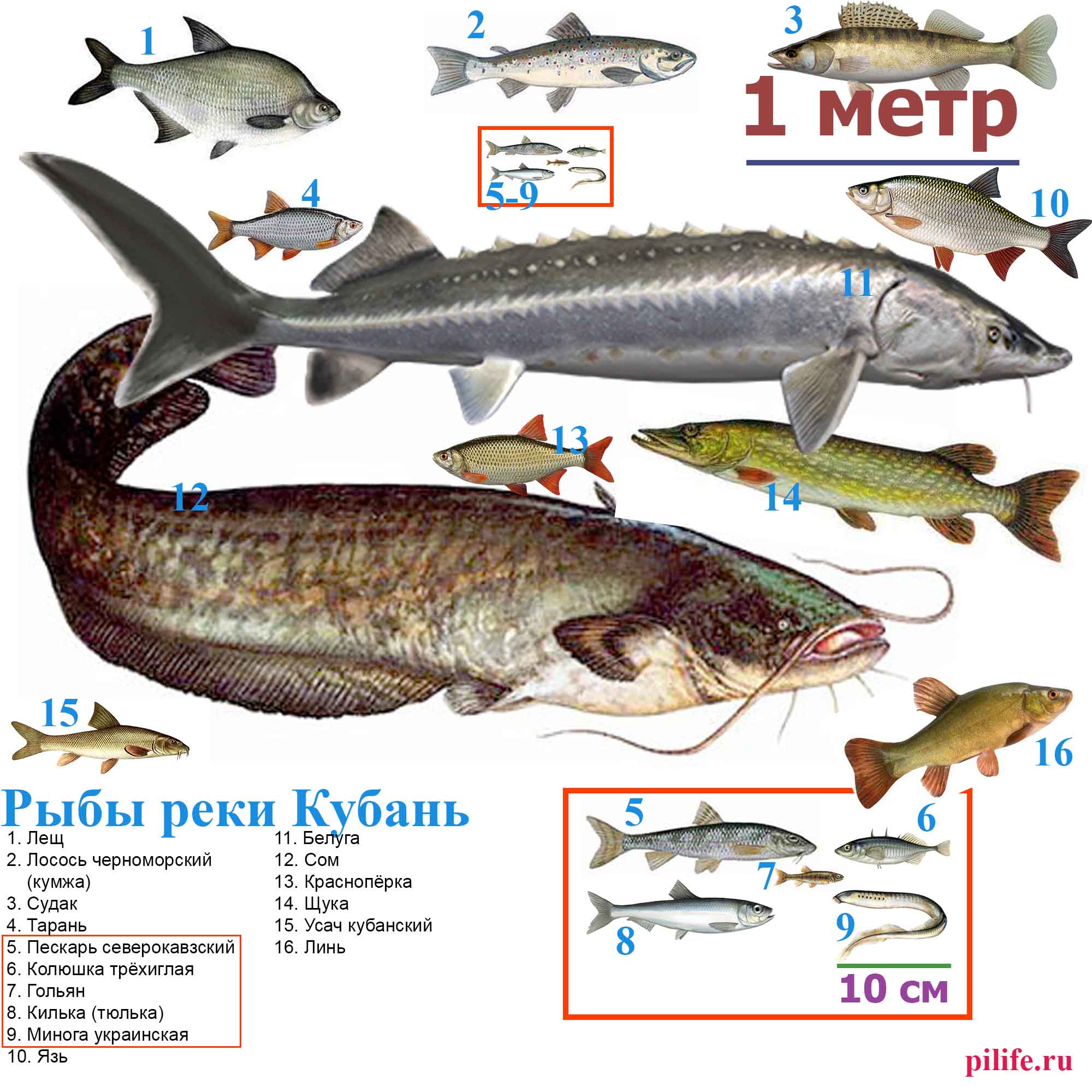 Рыбы реки Кубань в масштабе