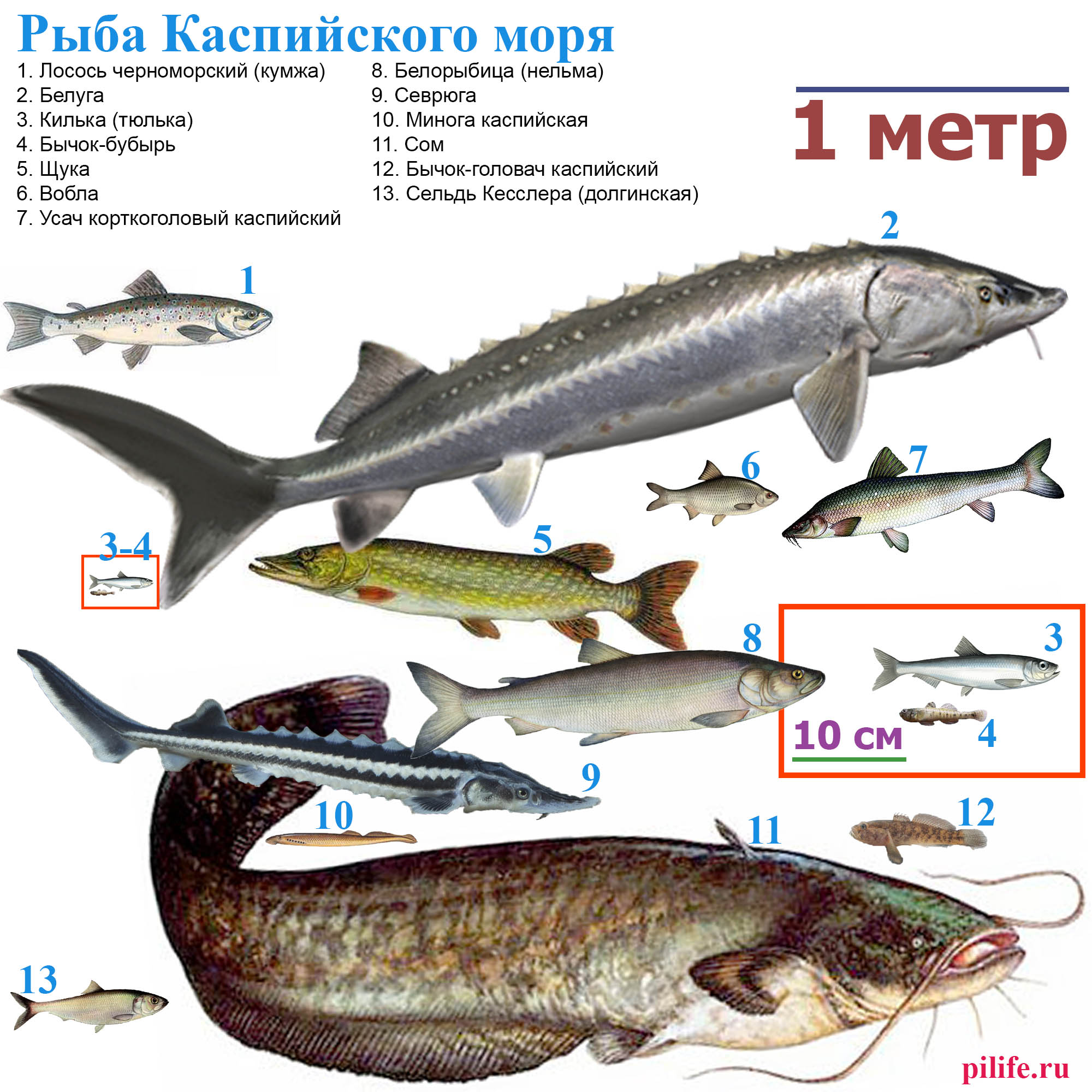 Рыбы Каспийского моря в масштабе.