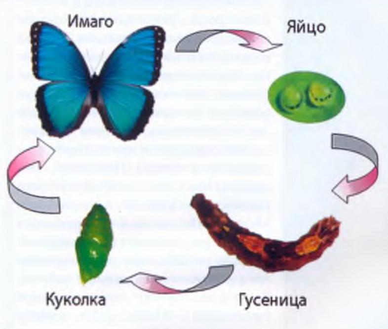 Метаморфоз. Жизненный цикл бабочек.
