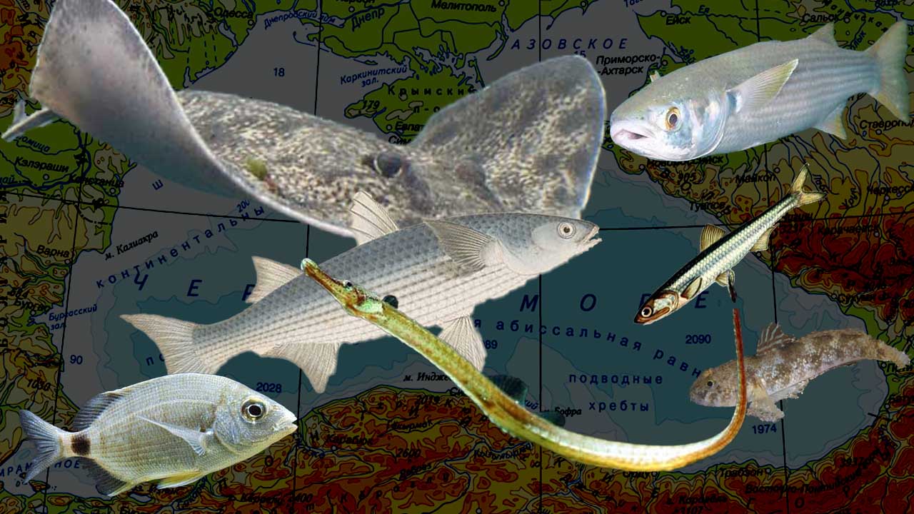 Рыбы Чёрного моря.