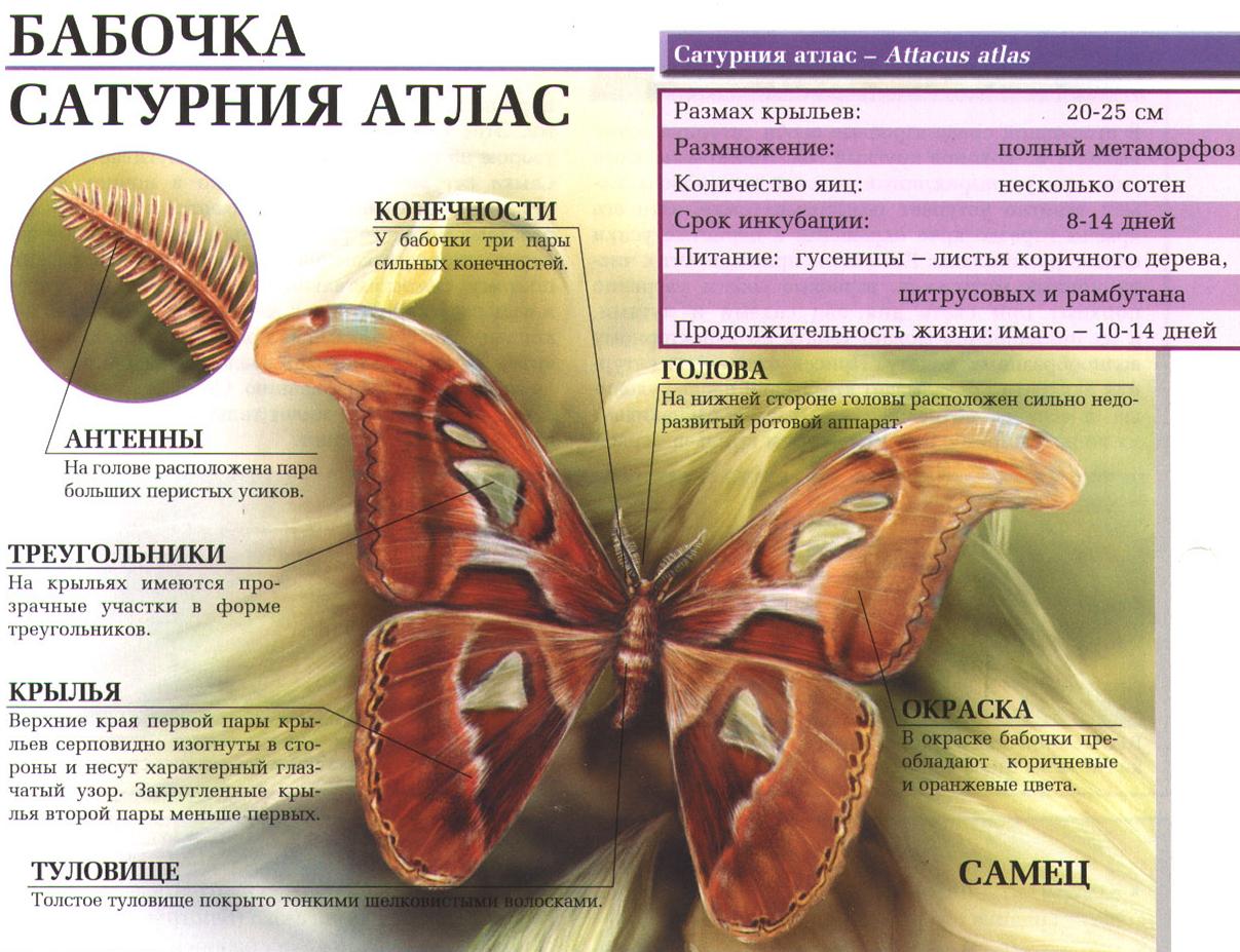 Сатурния атлас - самая большая бабочка.
