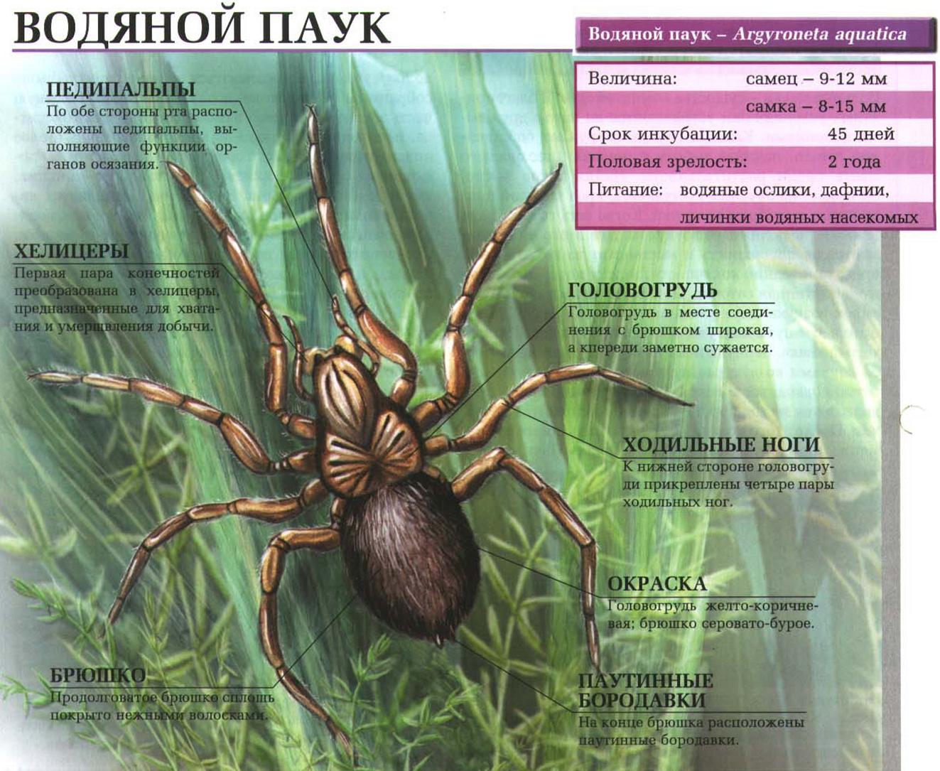 Водяной паук (Argyroneta aquatica) - образ жизни, питание, размножение.