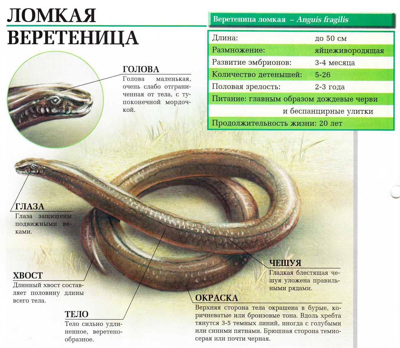 Ломкая веретеница - безногая ящерица, которую принимают за змею.