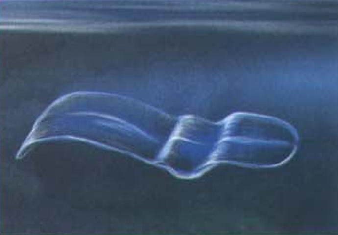 Обычно венерин пояс плавает у поверхности воды.