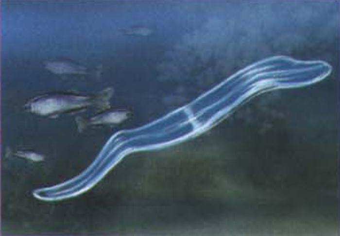 Рацион венерина пояса состоит в основном из мелкой рыбешки.