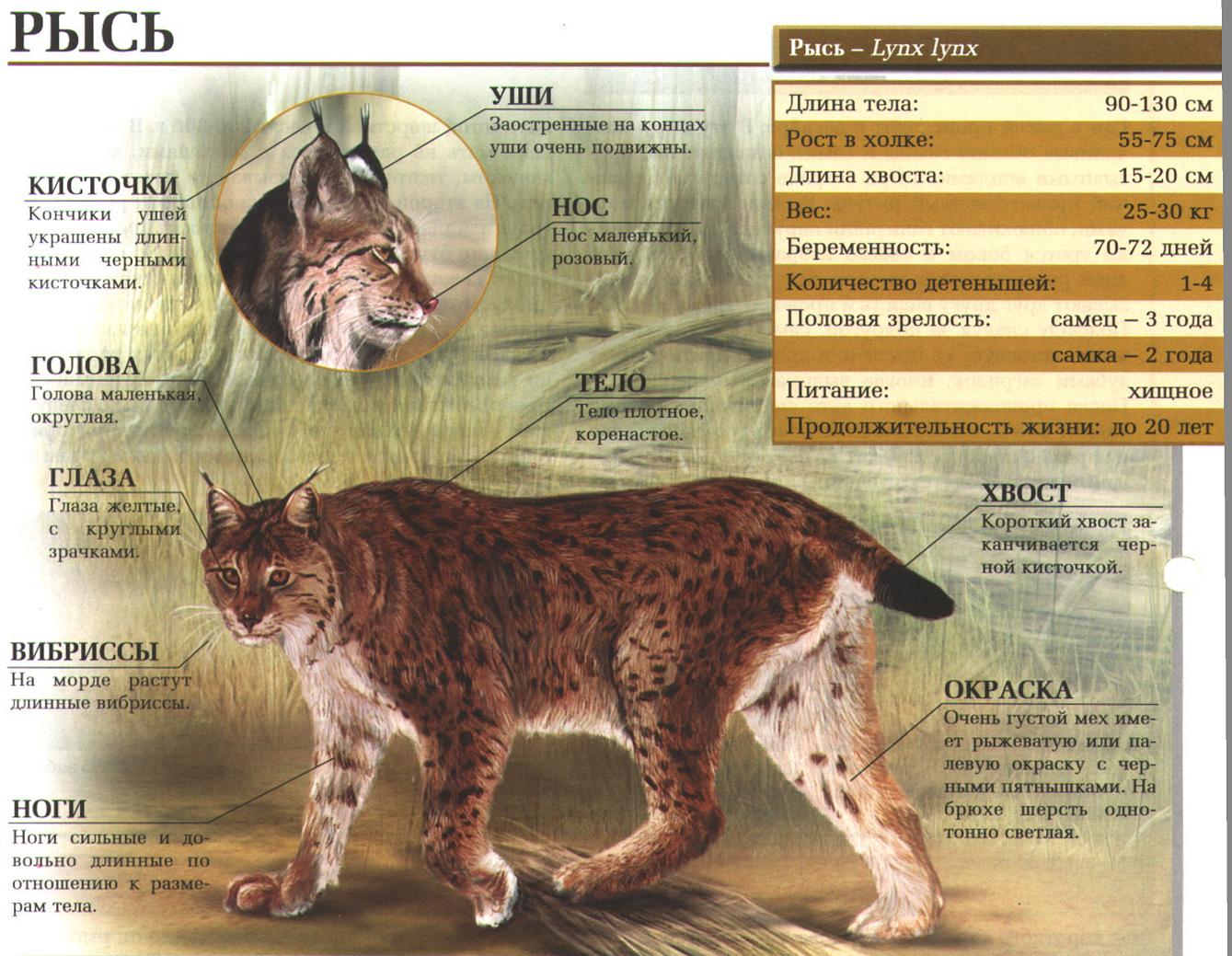 Рысь - самое большое кошачье в Европе. Среда обитания, размножение, образ жизни.:::Рысь.