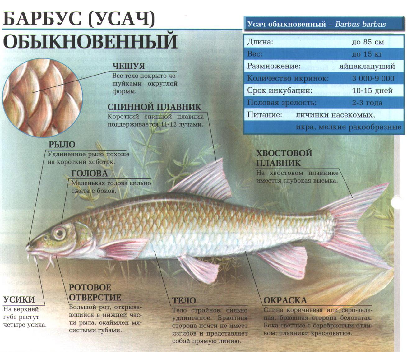 Барбус (усач) обыкновенный - европейская рыба, которая становится ядовитой в сезон нереста.:::Барбус обыкновенный (усач).