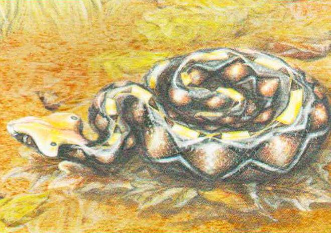 Габонская гадюка известна своим флегматичным нравом и может часами лежать на подстилке из палой листвы.