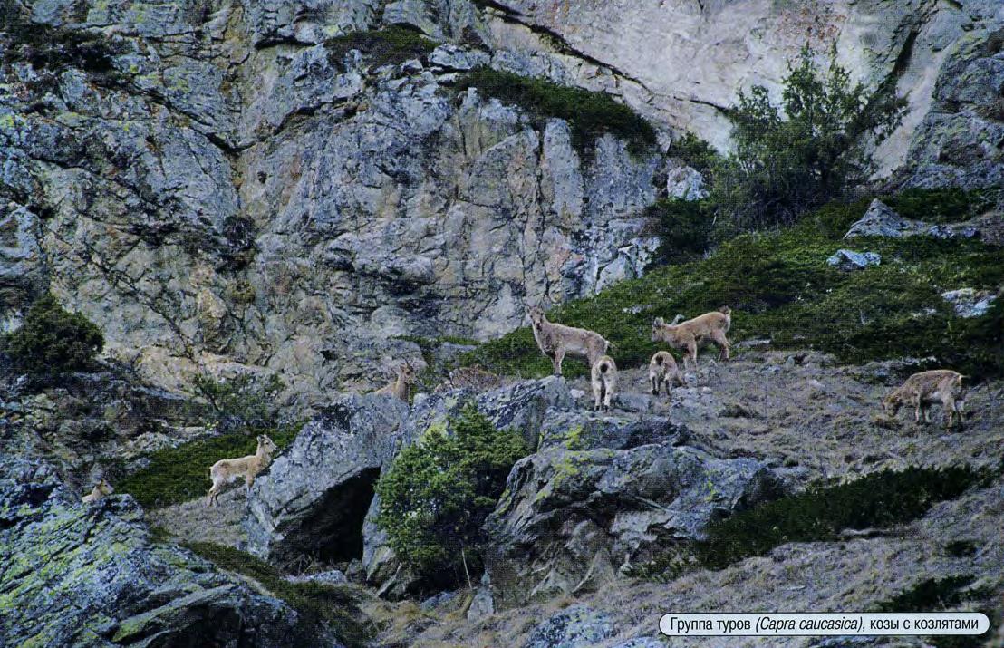 Группа туров (Capra caucasica), козы с козлятами.