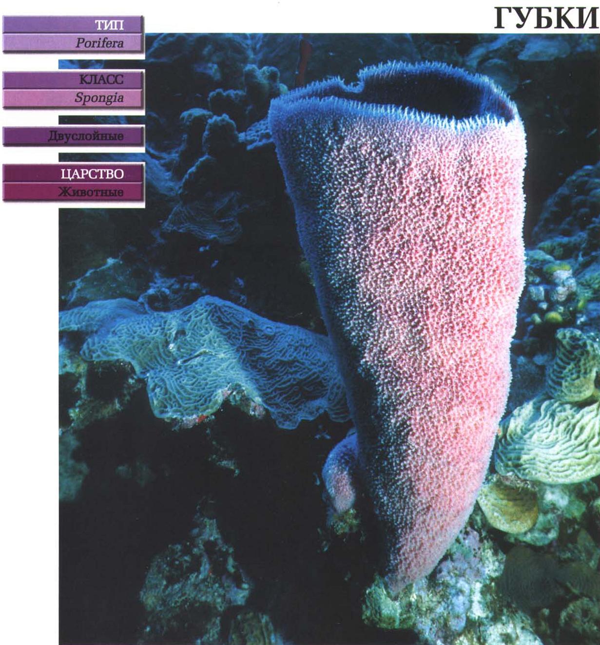 Систематика (научная классификация) губок. Класс Spongia, тип Porifera.