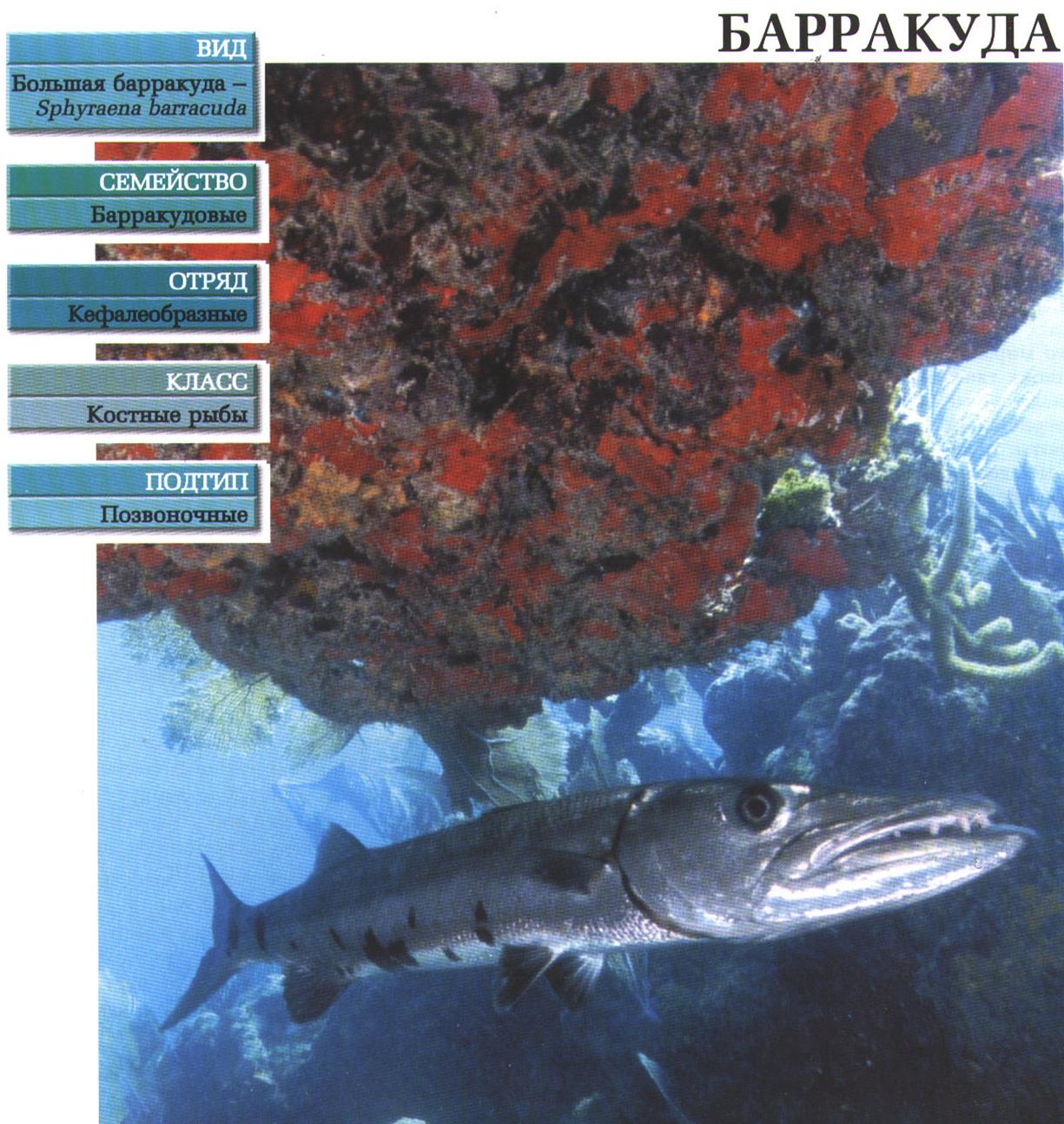 Систематика (научная классификация) барракуды. Sphyraena barracuda.