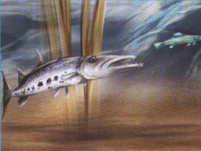 Молниеносный бросок из засады - и зазевавшаяся рыба в зубах удачливой охотницы.