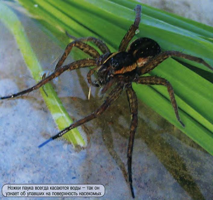 Ножки паука всегда касаются воды - так он узнает об упавших на поверхность насекомых.
