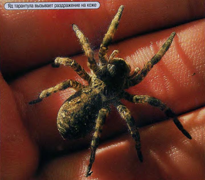 Яд тарантула вызывает раздражение на коже.
