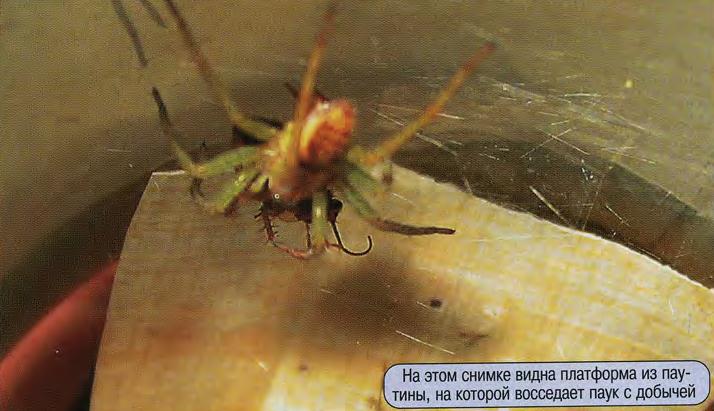 На этом снимке видна платформа из паутины, на которой восседает паук с добычей.