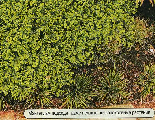 Мантеллам подходят даже нежные почвопокровные растения.