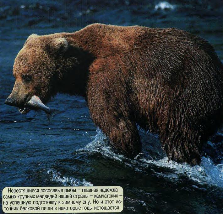 Нерестящиеся лососевые рыбы - главная надежда самых крупных медведей нашей страны - камчатских - на успешную подготовку к зимнему сну. Но и этот источник белковой пищи в некоторые годы истощается.