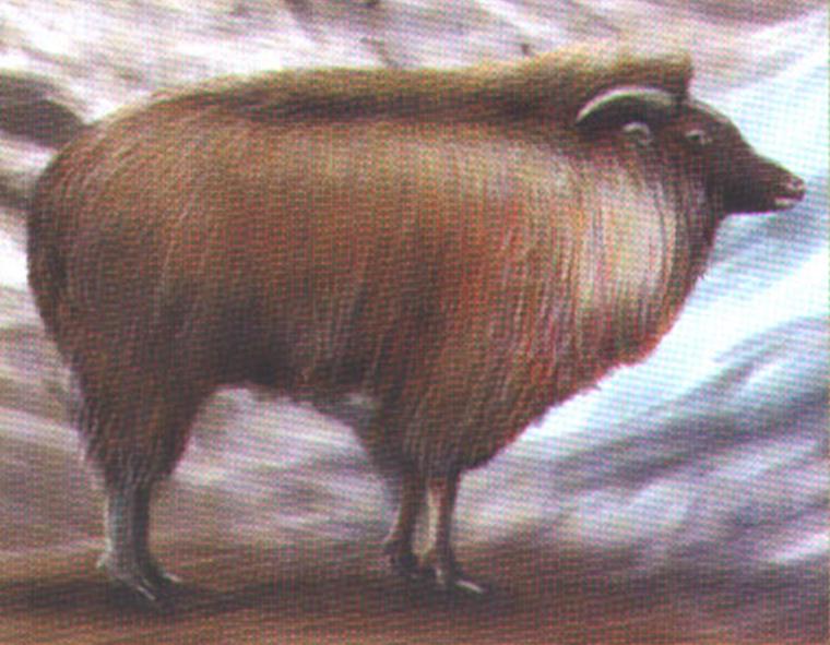 Суматранский серау (Capricornis sumatraensis).