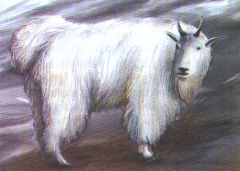 Снежная коза (Oreamnos americanus).
