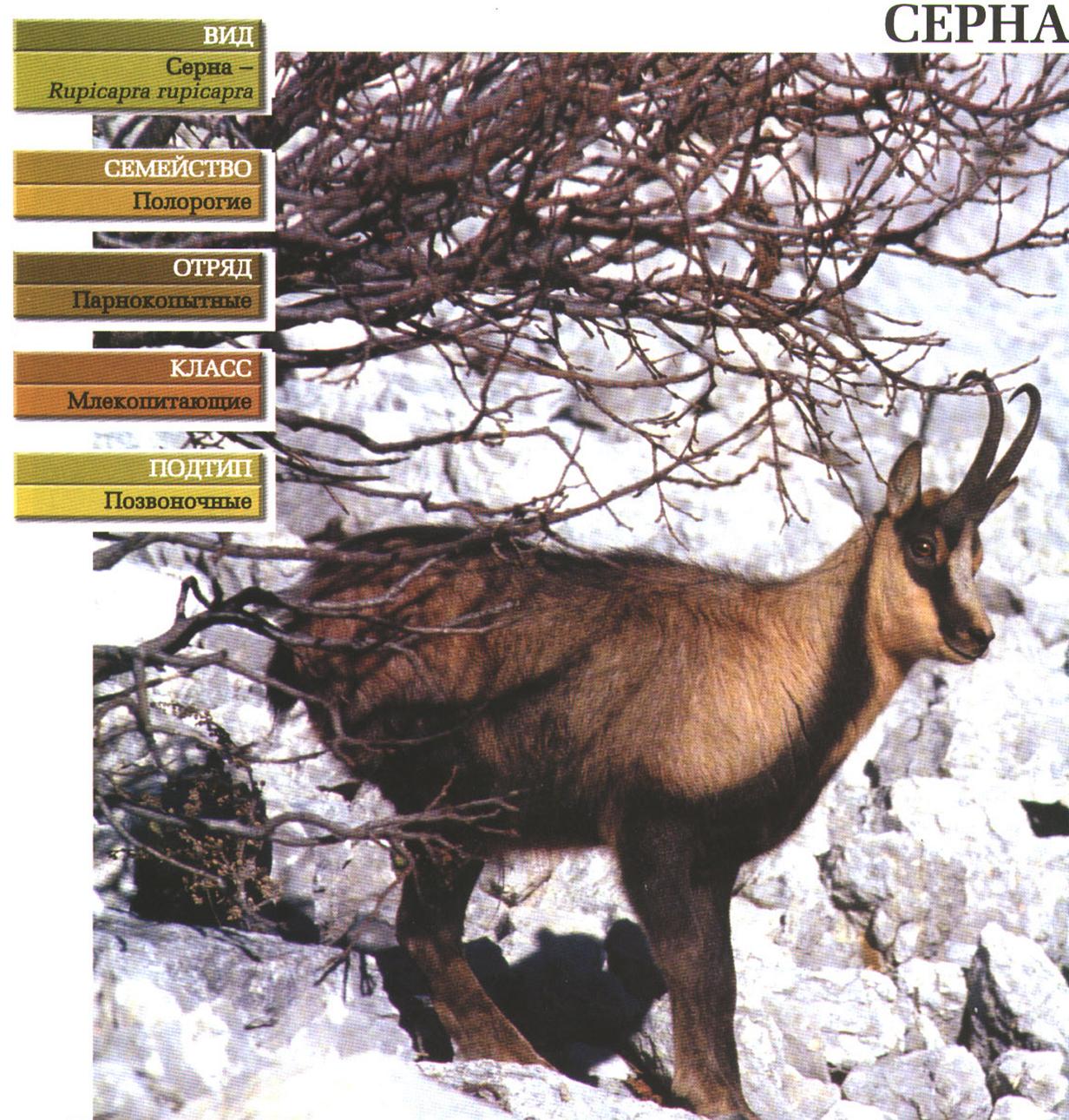 Серны - высокогорные козы Европы.:::Серна. Сайт о животных. PiLife