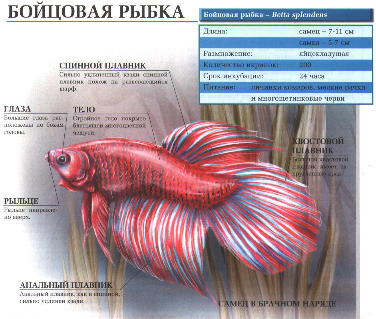 Описание бойцовской рыбки.