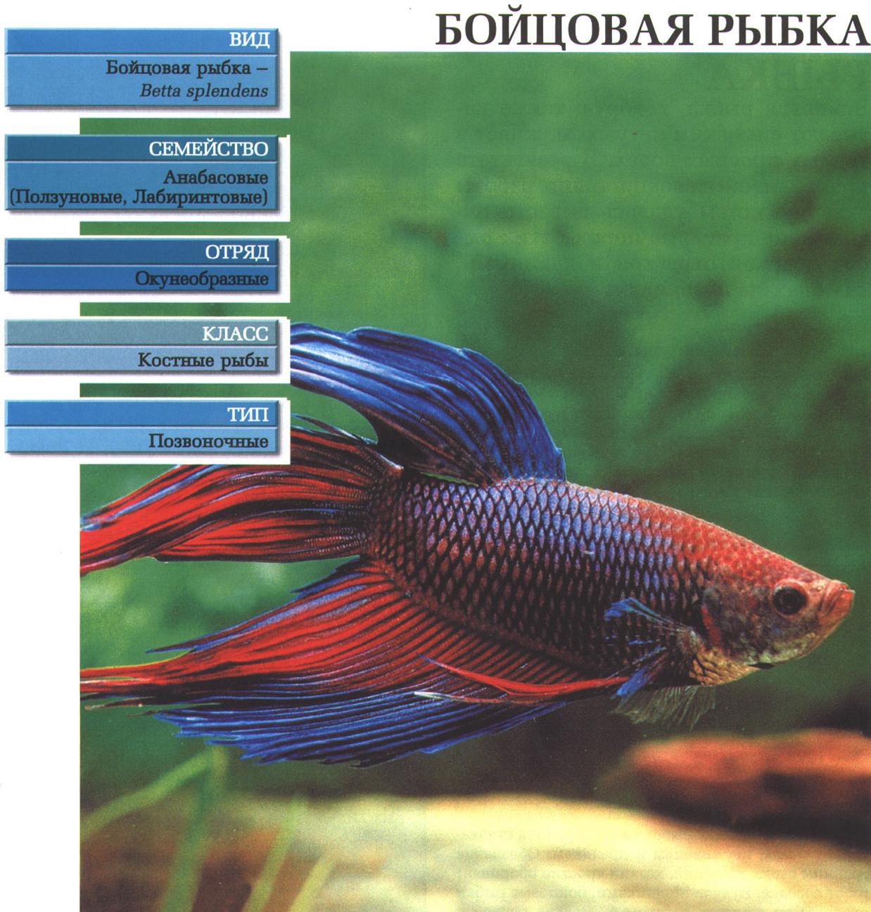 Систематика (научная классификация) бойцовой рыбки. Betta Splendens.