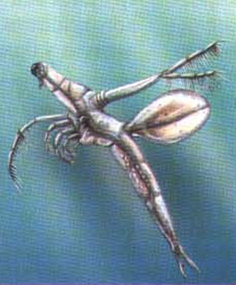 Лептодора (Leptodora).