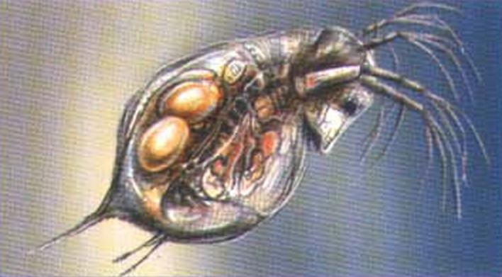 При неблагоприятных условиях в выводковой камере образуется т. н. седлышко или эфипппиум, содержащий два яйца.