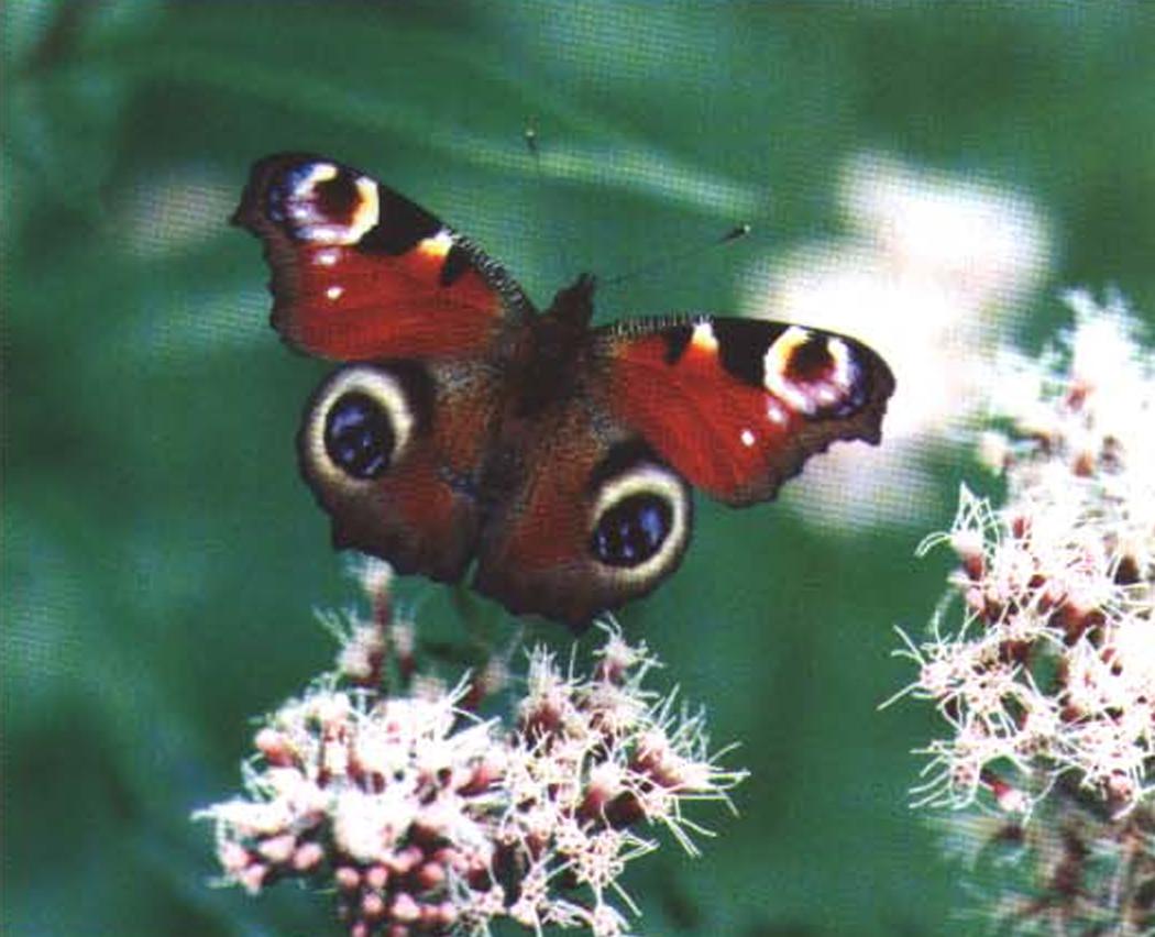 Взрослые бабочки играют важную роль в опылении растений.