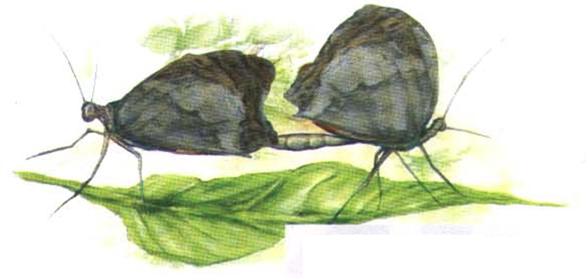 Во время спаривания насекомые на несколько часов сцепляются брюшками.