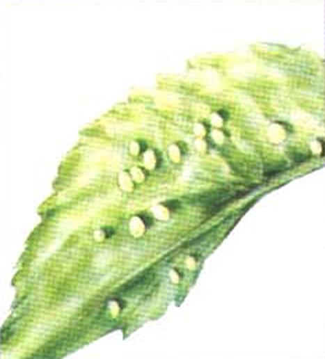 Самка дневного павлиньего глаза откладывает яйца на нижней поверхности крапивных листьев.