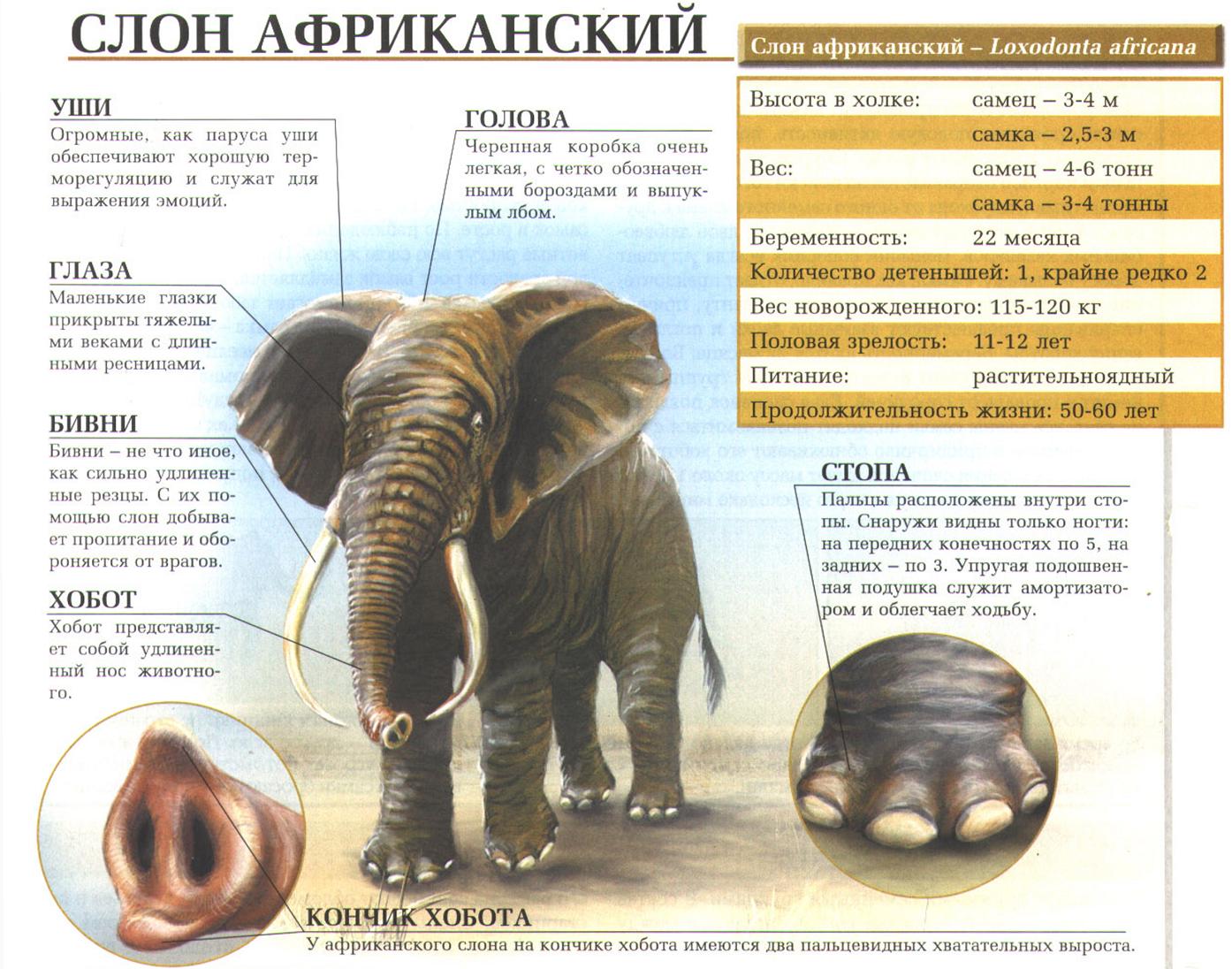 Описание африканского слона.