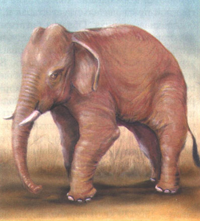 Слон индийский (Elephas maximus).
