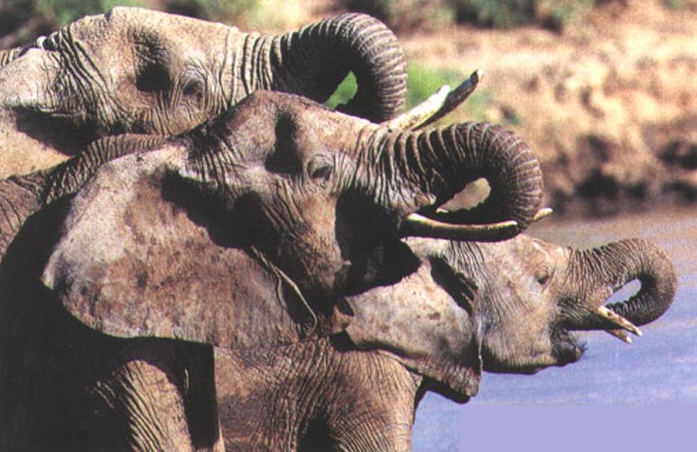 Придя к водопою, слоны набирают в хобот 5-10 литров воды и выливают ее прямо в рот.
