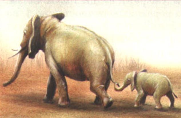 Во время дальних переходов слоненок цепко держится хоботом за хвост матери или старшей сестры.