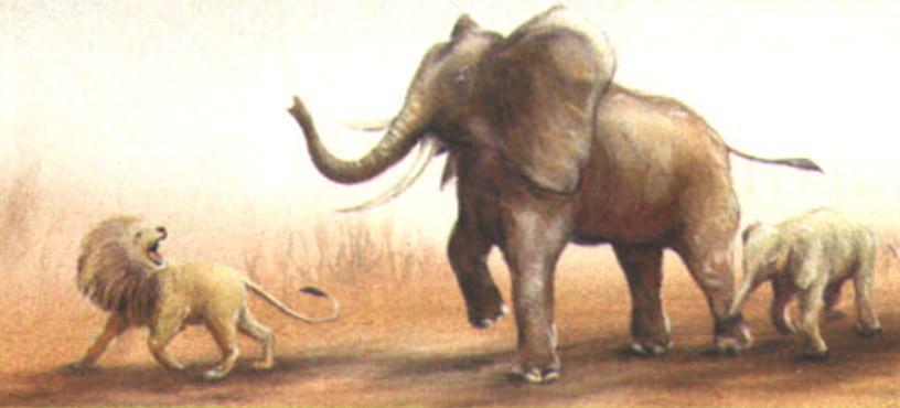 Взрослым слонам хищники не страшны, но детеныши - другое дело. Поэтому при малейшей угрозе потомству разъяренные взрослые самки бросаются в атаку на врагов.