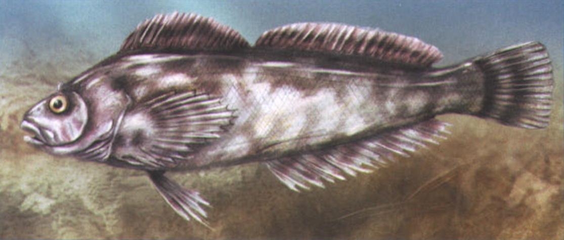 Зайцеголовый терпуг (Hexagrammos lagocephalus).