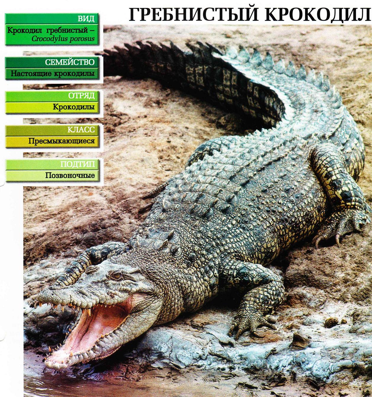 Систематика (научная классификация) крокодила гребнистого. Crocodylus porosus.