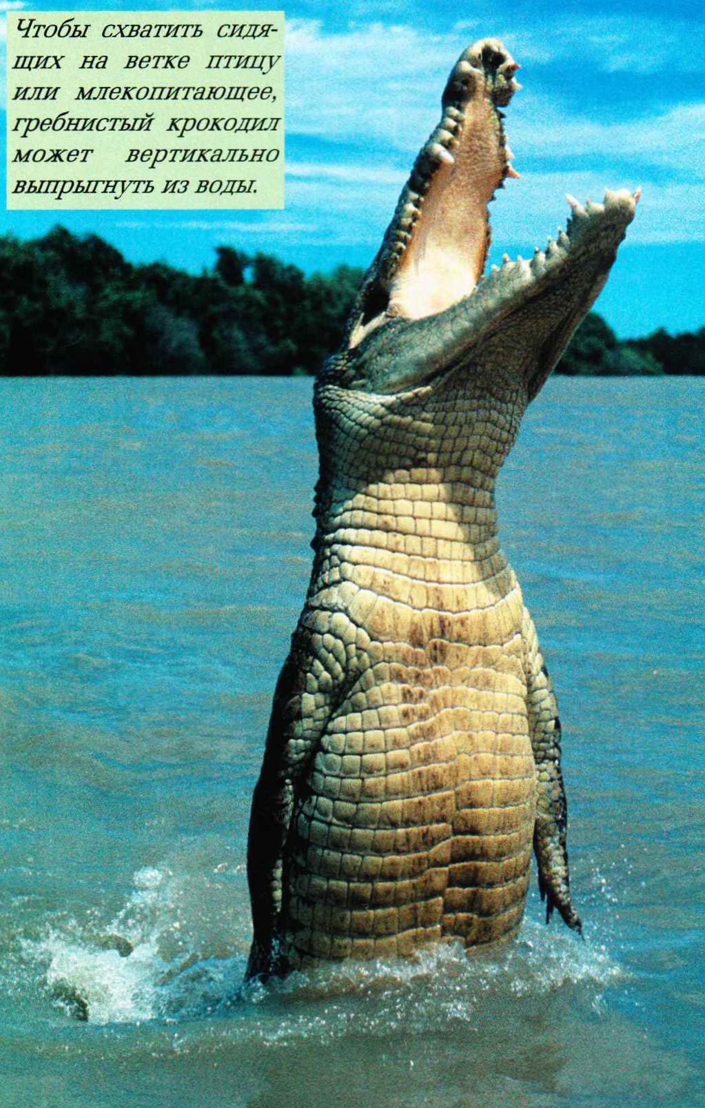 Чтобы схватить сидящих на ветке птицу или млекопитающее, гребнистый крокодил может вертикально выпрыгнуть из воды.