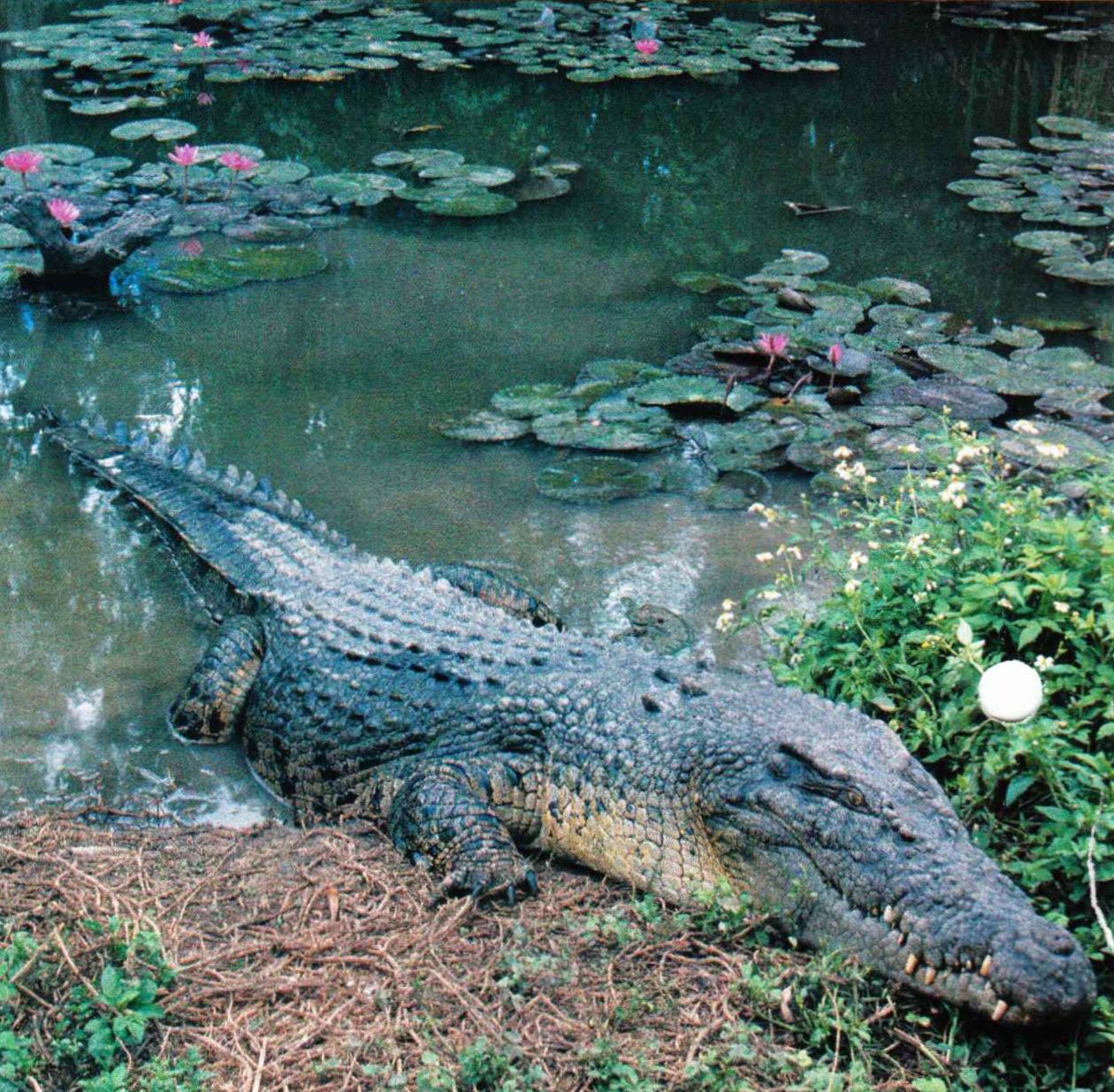 Взрослые особи гребнистых крокодилов окрашены светлее и не так контрастно, как молодые.