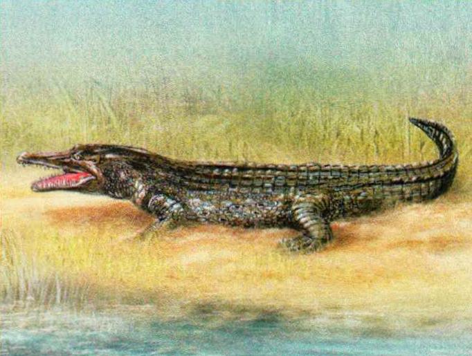 На суше гребнистый крокодил передвигается в основном неспешно, волоча брюхо по земле.