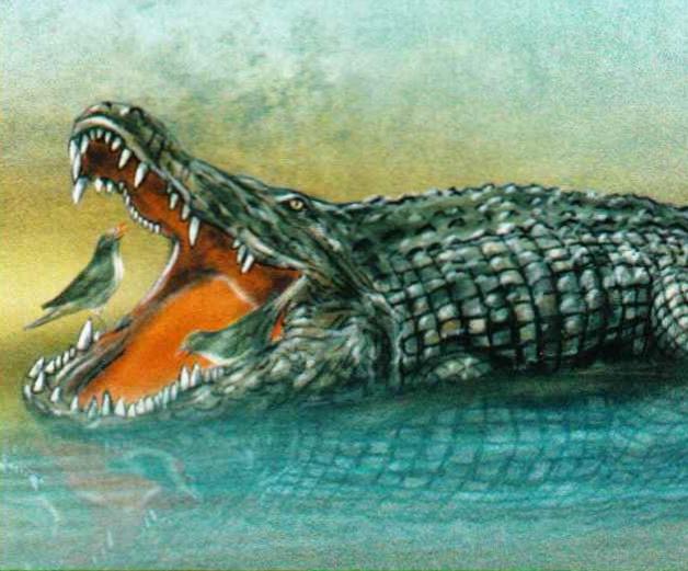 Во время отдыха крокодил держит пасть широко открытой, и птицы устраивают ему чистку зубов.