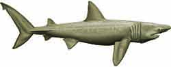 акула гигантская - Cetorhinus maximus