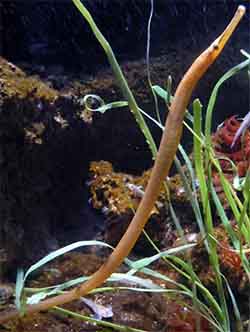 игла-рыба змеевидная - Entelurus aequoraeus