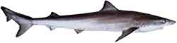 акула суповая атлантическая - Galeorhinus galeus