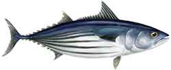 тунец полосатый - Katsuwonus pelamis